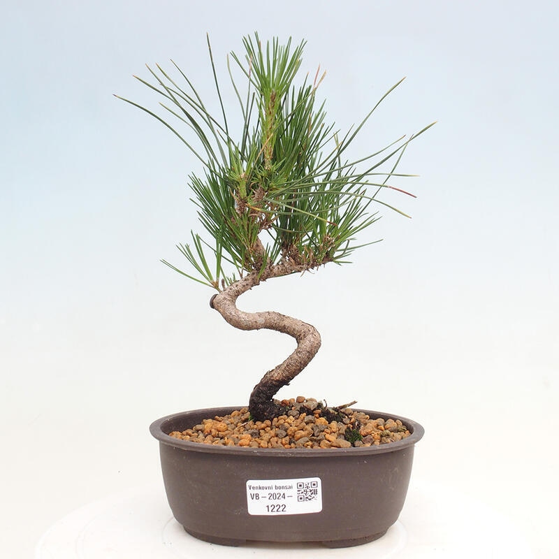 Vonkajší bonsai - Pinus thunbergii - Borovica thunbergova