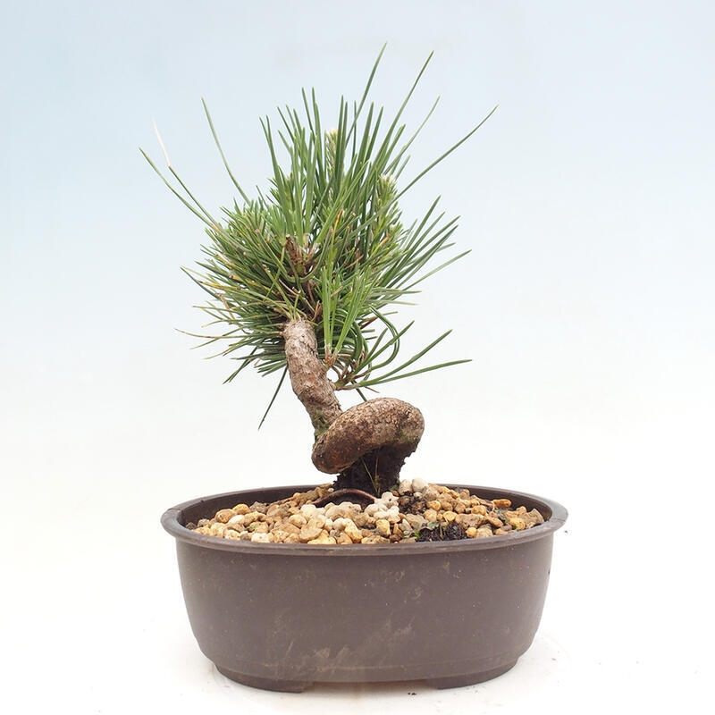 Vonkajší bonsai - Pinus thunbergii - Borovica thunbergova