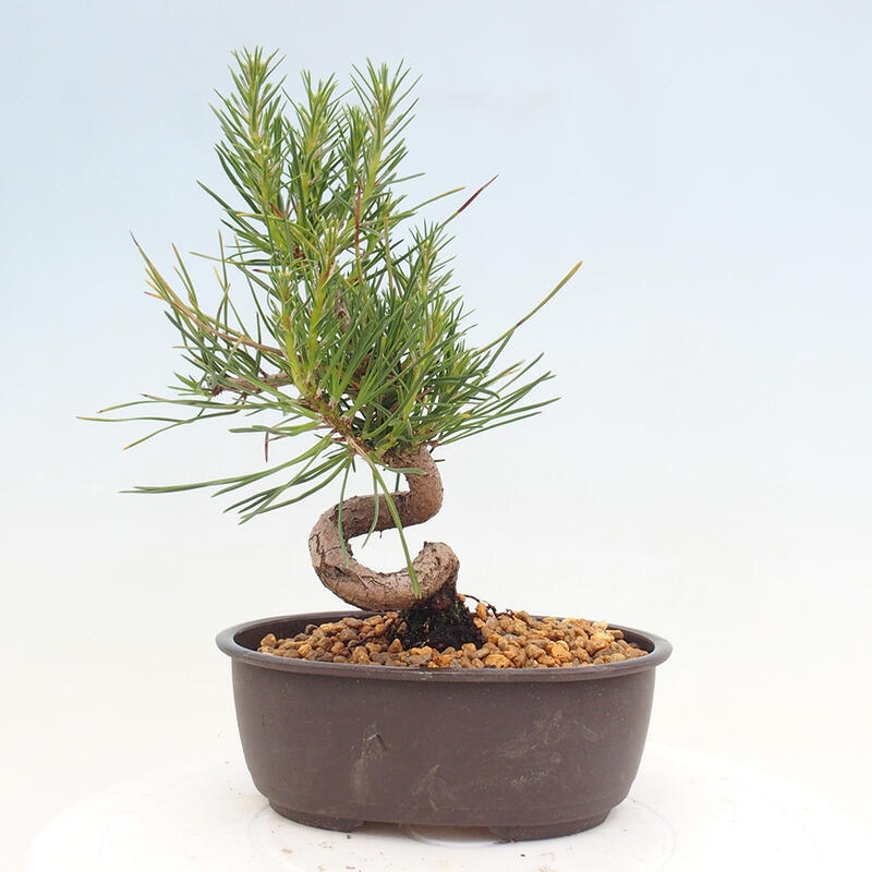 Vonkajší bonsai - Pinus thunbergii - Borovica thunbergova