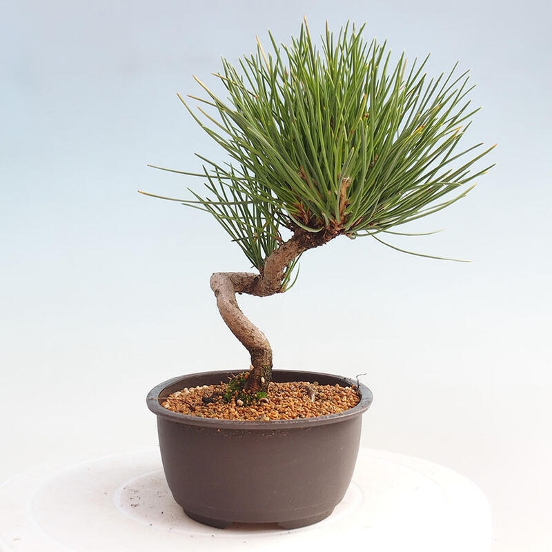 Vonkajší bonsai - Pinus thunbergii - Borovica thunbergova