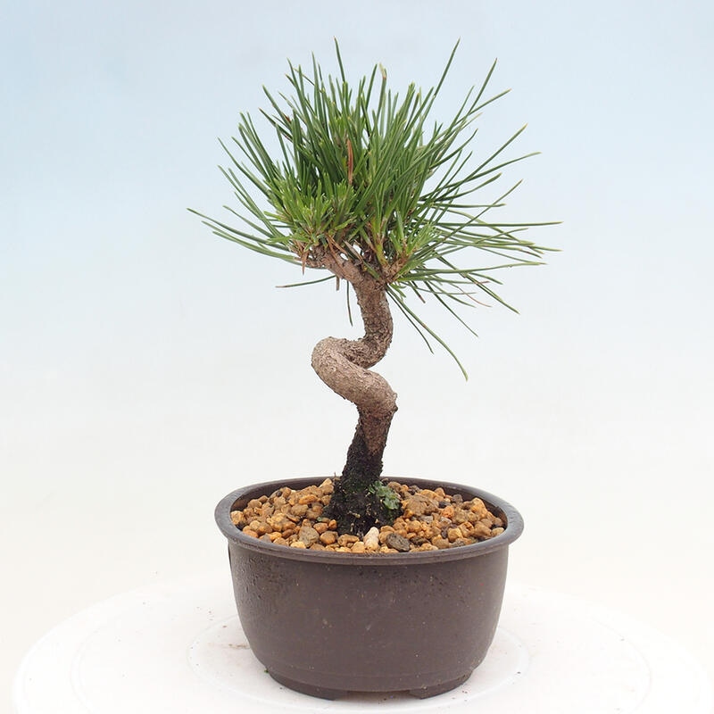 Vonkajší bonsai - Pinus thunbergii - Borovica thunbergova