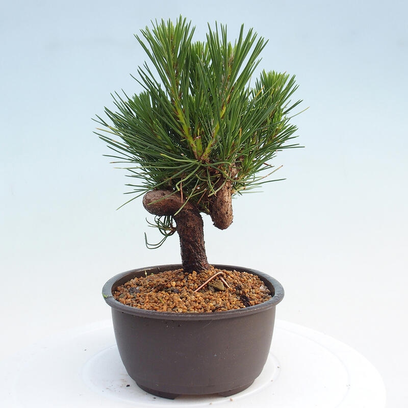 Vonkajší bonsai - Pinus thunbergii - Borovica thunbergova