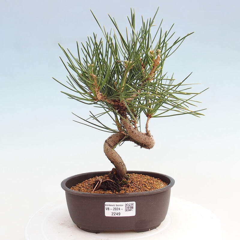 Vonkajší bonsai - Pinus thunbergii - Borovica thunbergova