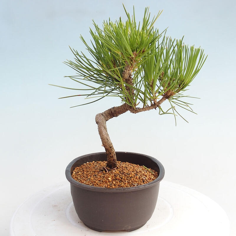 Vonkajší bonsai - Pinus thunbergii - Borovica thunbergova