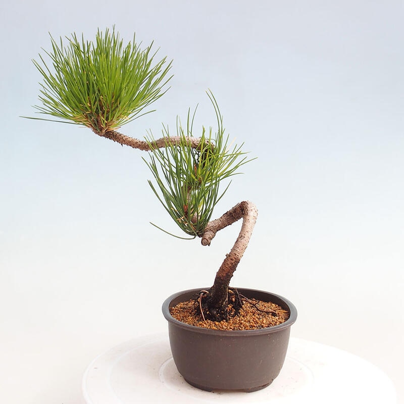 Vonkajší bonsai - Pinus thunbergii - Borovica thunbergova