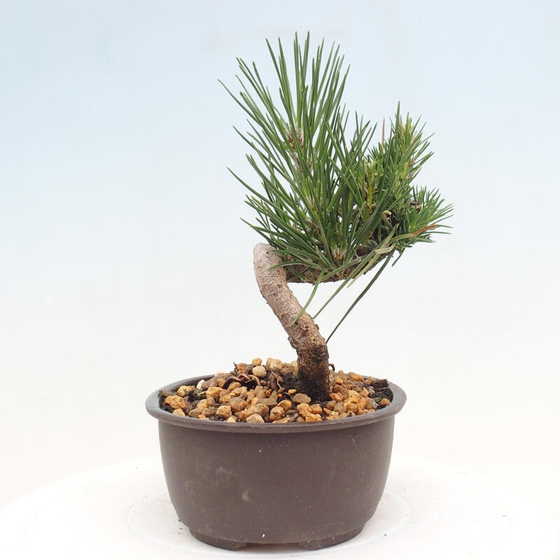 Vonkajší bonsai - Pinus thunbergii - Borovica thunbergova