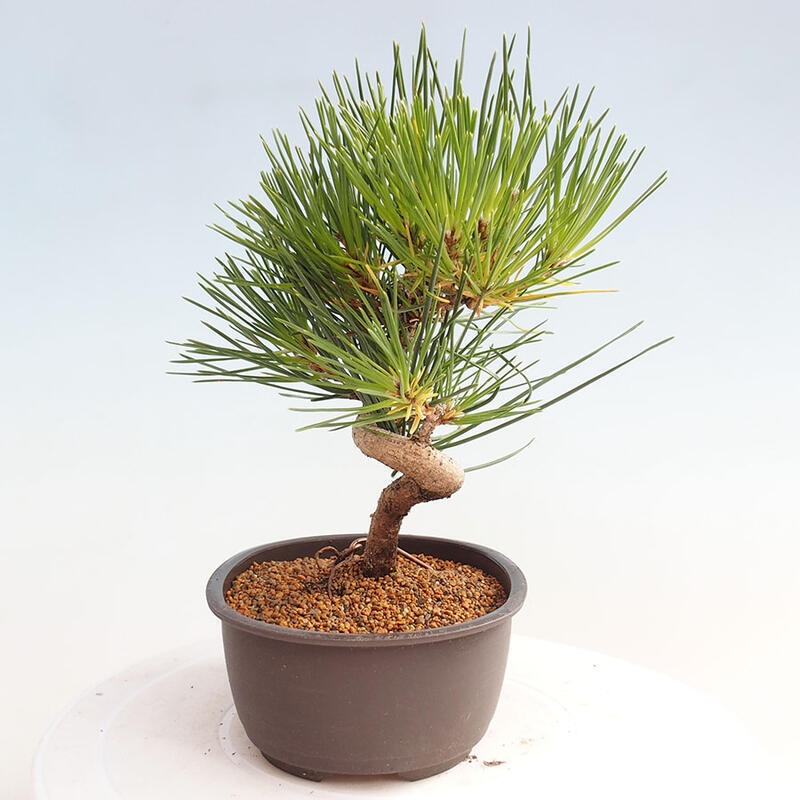 Vonkajší bonsai - Pinus thunbergii - Borovica thunbergova