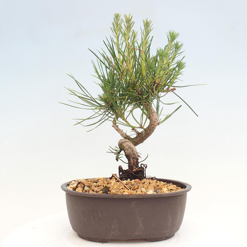 Vonkajší bonsai - Pinus thunbergii - Borovica thunbergova