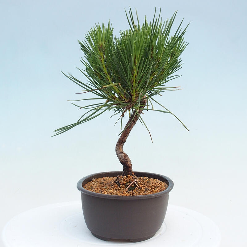 Vonkajší bonsai - Pinus thunbergii - Borovica thunbergova