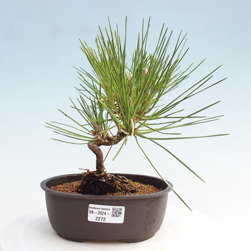 Vonkajší bonsai - Pinus thunbergii - Borovica thunbergova