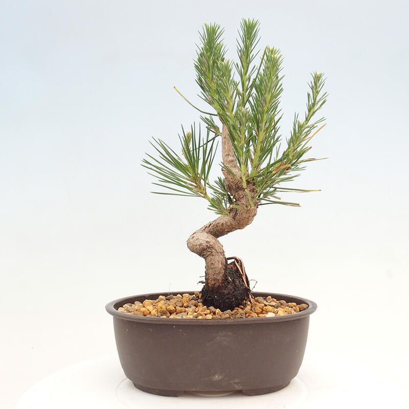 Vonkajší bonsai - Pinus thunbergii - Borovica thunbergova