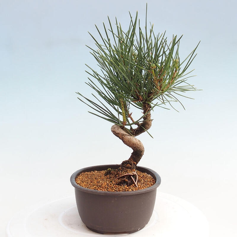 Vonkajší bonsai - Pinus thunbergii - Borovica thunbergova