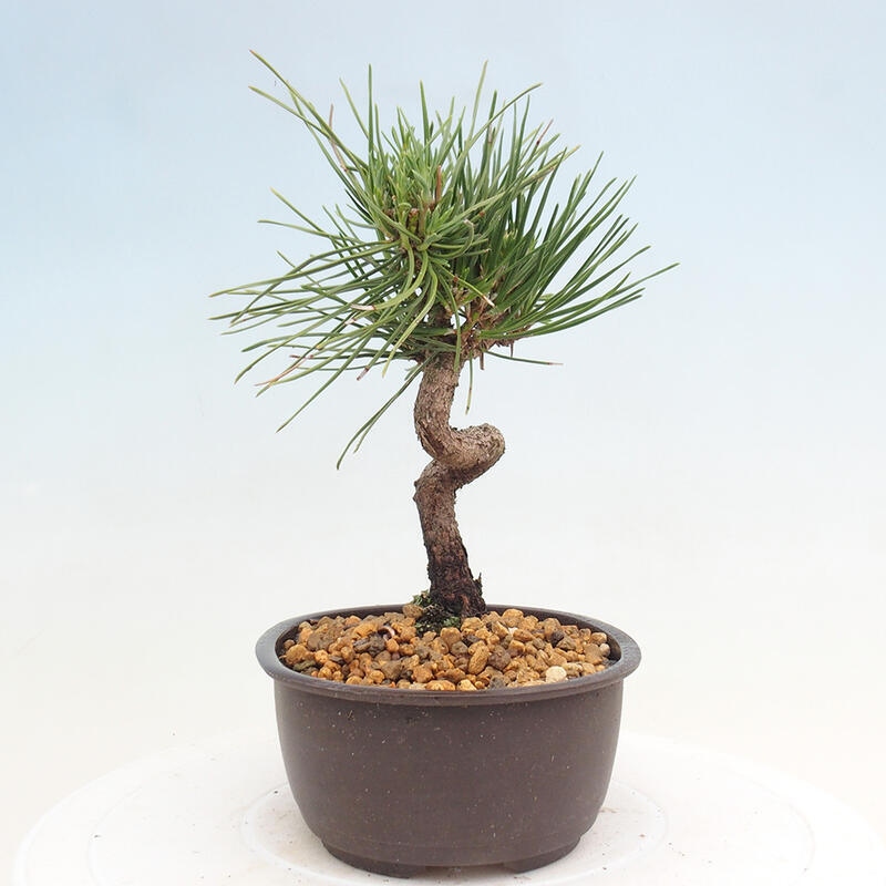 Vonkajší bonsai - Pinus thunbergii - Borovica thunbergova