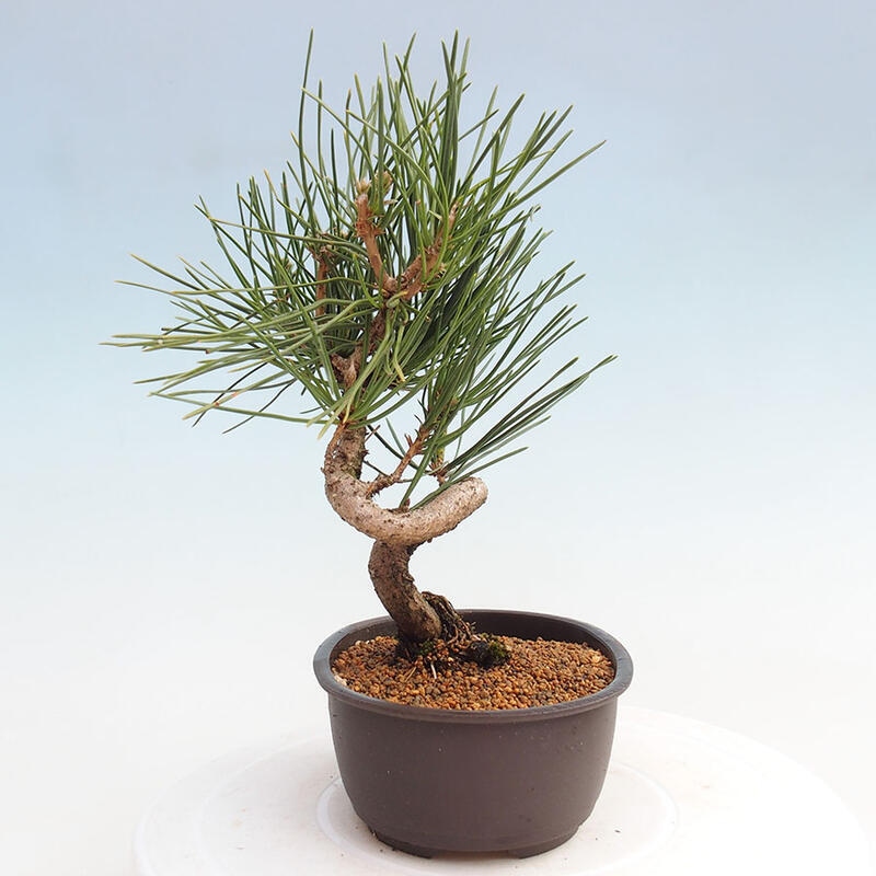 Vonkajší bonsai - Pinus thunbergii - Borovica thunbergova