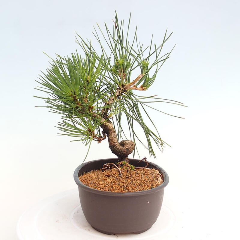 Vonkajší bonsai - Pinus thunbergii - Borovica thunbergova