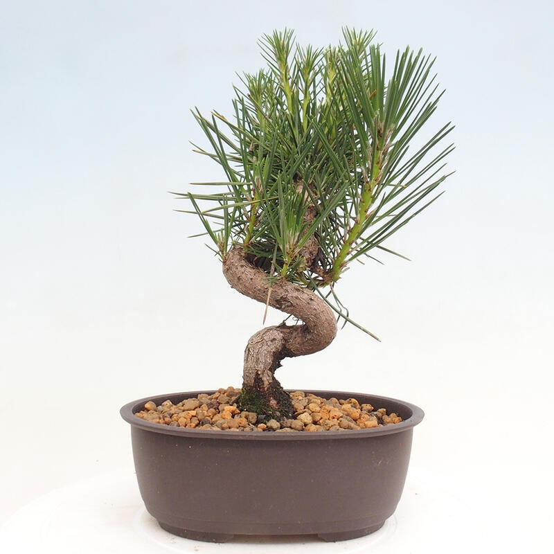 Vonkajší bonsai - Pinus thunbergii - Borovica thunbergova