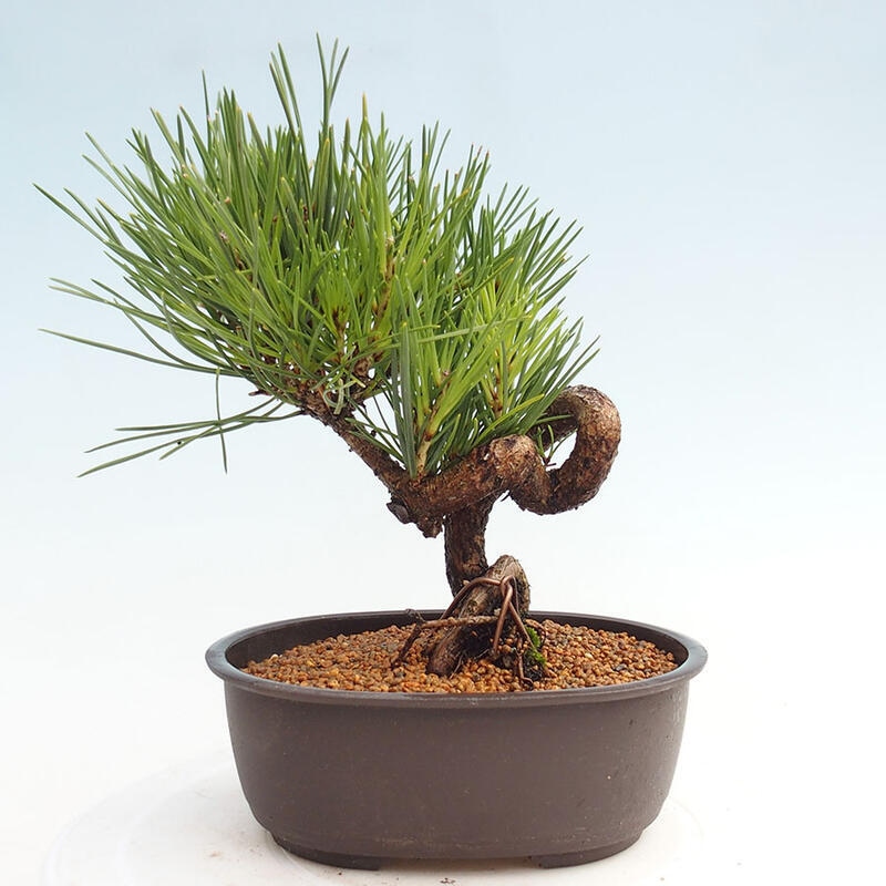 Vonkajší bonsai - Pinus thunbergii - Borovica thunbergova