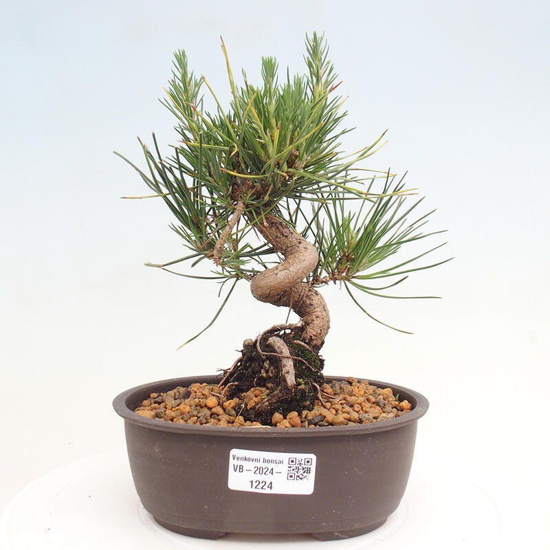 Vonkajší bonsai - Pinus thunbergii - Borovica thunbergova