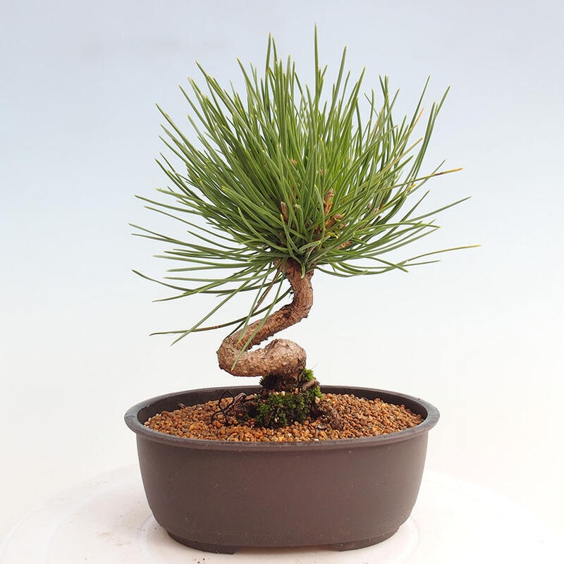 Vonkajší bonsai - Pinus thunbergii - Borovica thunbergova