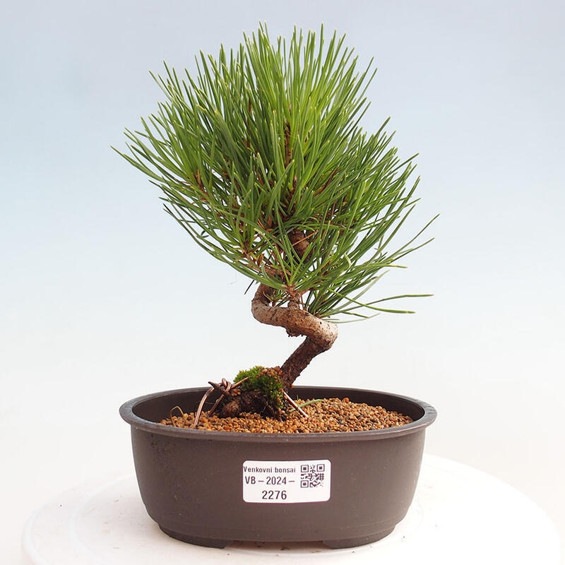 Vonkajší bonsai - Pinus thunbergii - Borovica thunbergova