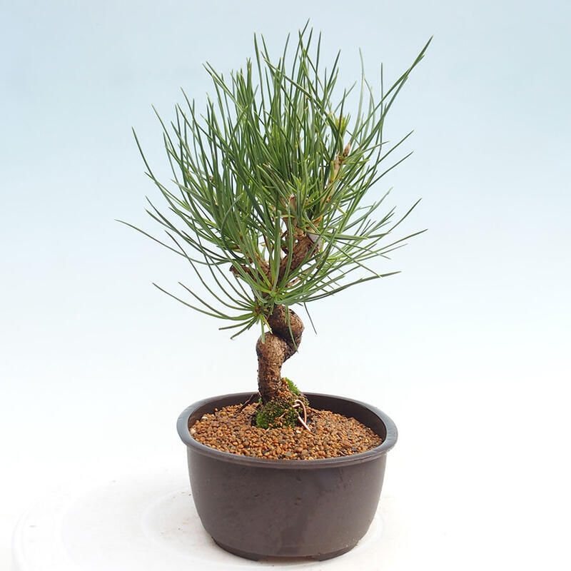 Vonkajší bonsai - Pinus thunbergii - Borovica thunbergova