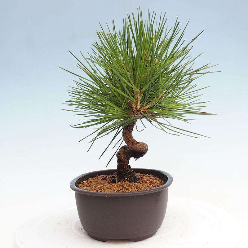 Vonkajší bonsai - Pinus thunbergii - Borovica thunbergova