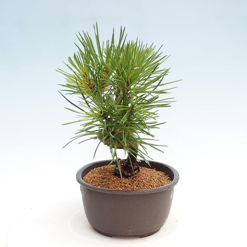 Vonkajší bonsai - Pinus thunbergii - Borovica thunbergova