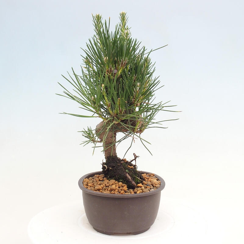 Vonkajší bonsai - Pinus thunbergii - Borovica thunbergova