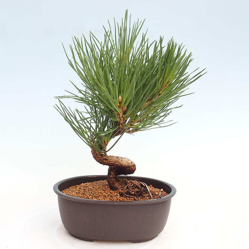 Vonkajší bonsai - Pinus thunbergii - Borovica thunbergova