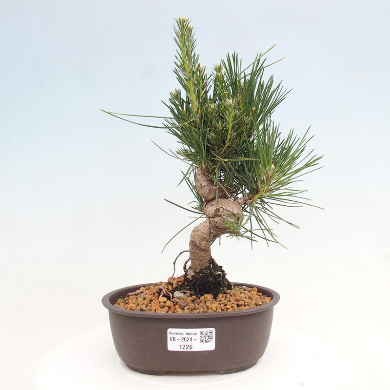 Vonkajší bonsai - Pinus thunbergii - Borovica thunbergova