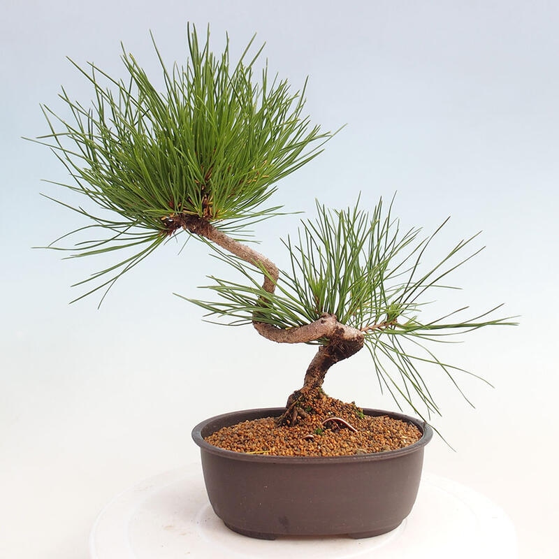 Vonkajší bonsai - Pinus thunbergii - Borovica thunbergova