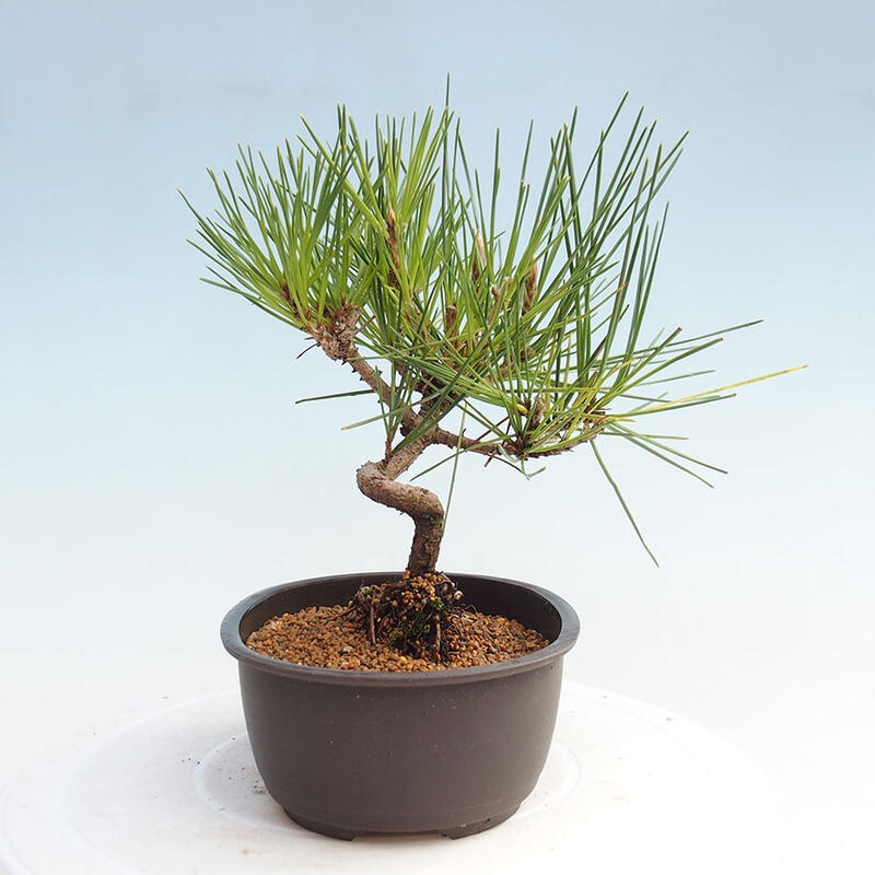 Vonkajší bonsai - Pinus thunbergii - Borovica thunbergova