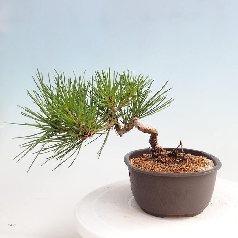 Vonkajší bonsai - Pinus thunbergii - Borovica thunbergova