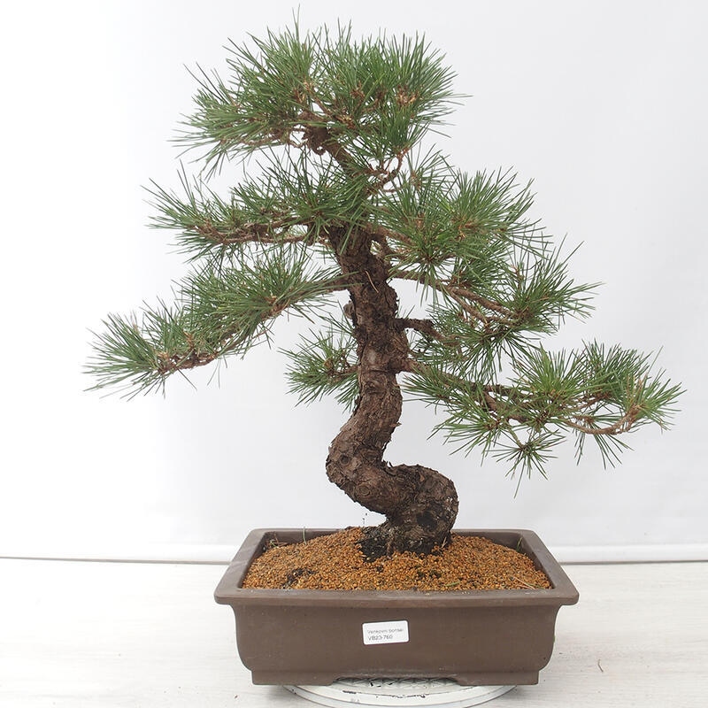 Vonkajšie bonsai - Pinus thunbergii - Borovica thunbergova