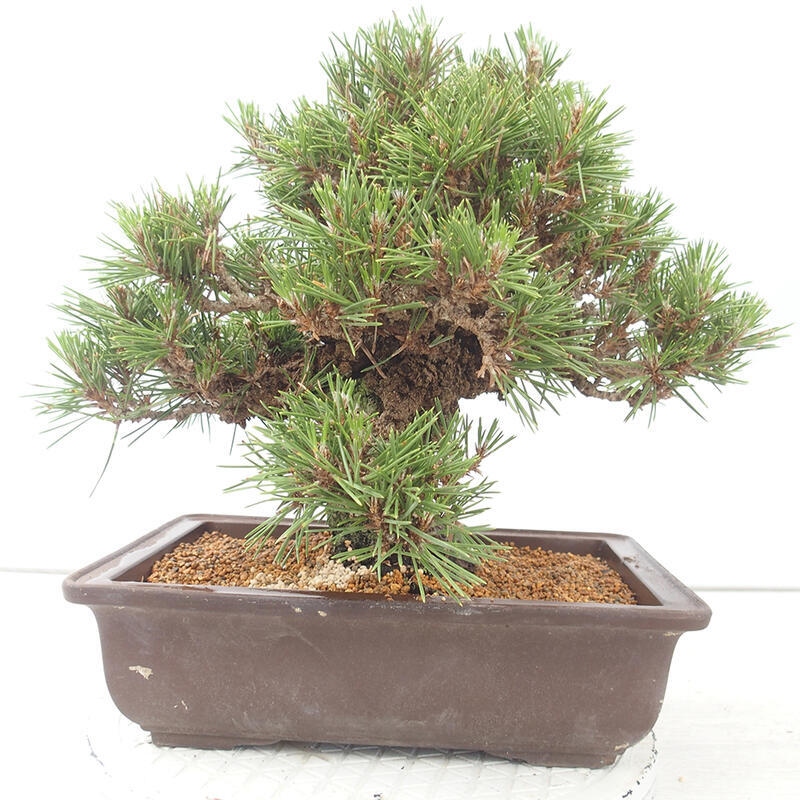 Vonkajšie bonsai - Pinus thunbergii - Borovica thunbergova