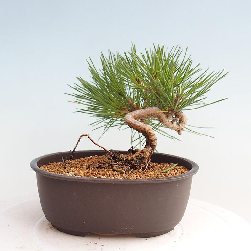 Vonkajší bonsai - Pinus thunbergii - Borovica thunbergova