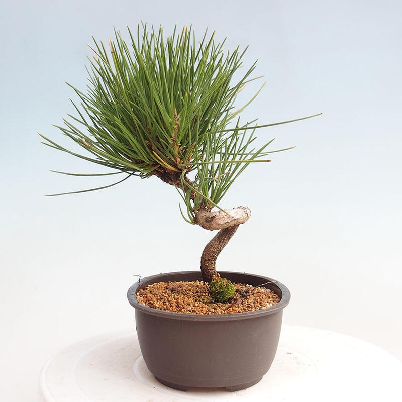 Vonkajší bonsai - Pinus thunbergii - Borovica thunbergova