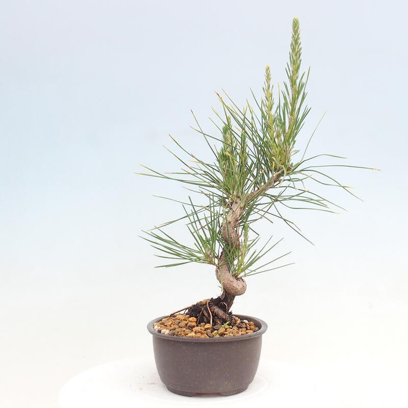 Vonkajší bonsai - Pinus thunbergii - Borovica thunbergova