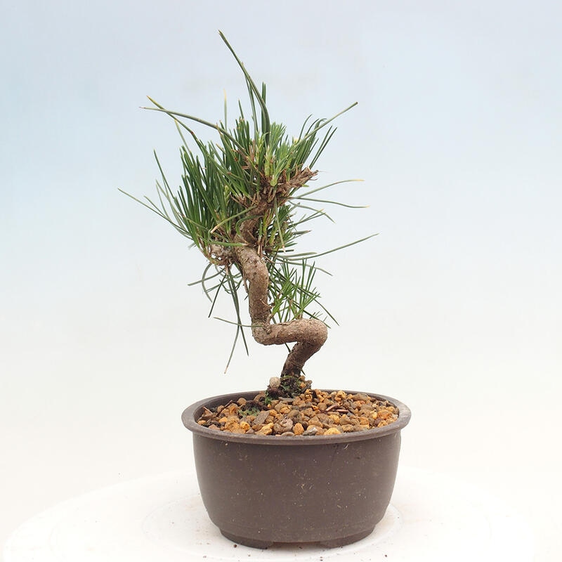 Vonkajší bonsai - Pinus thunbergii - Borovica thunbergova