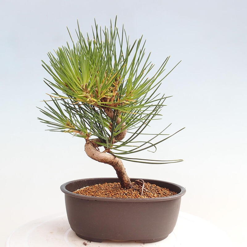 Vonkajší bonsai - Pinus thunbergii - Borovica thunbergova