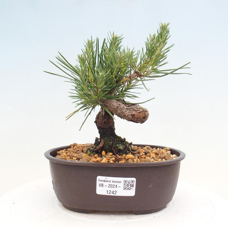 Vonkajší bonsai - Pinus thunbergii - Borovica thunbergova