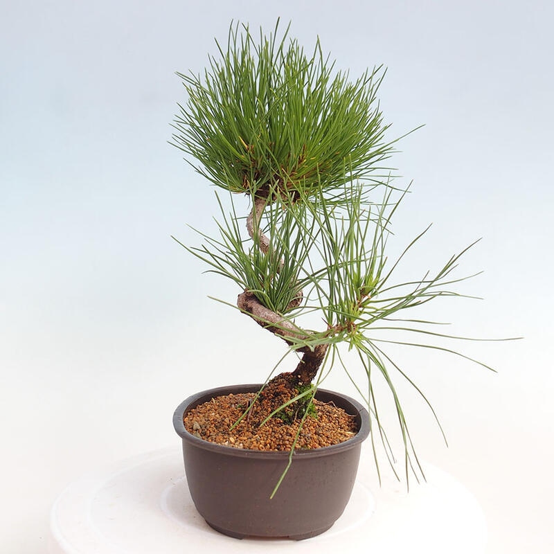 Vonkajší bonsai - Pinus thunbergii - Borovica thunbergova