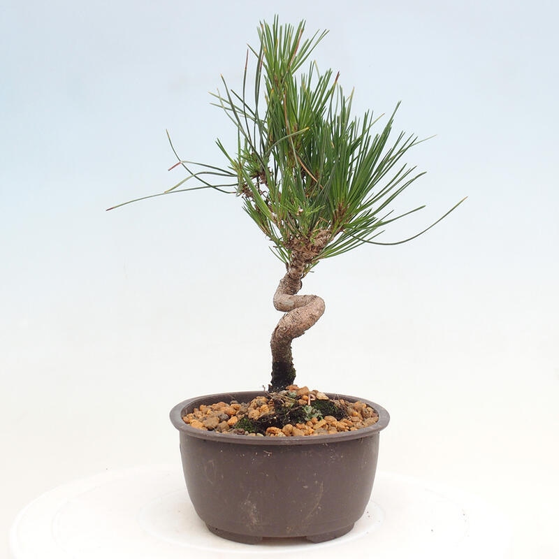 Vonkajší bonsai - Pinus thunbergii - Borovica thunbergova