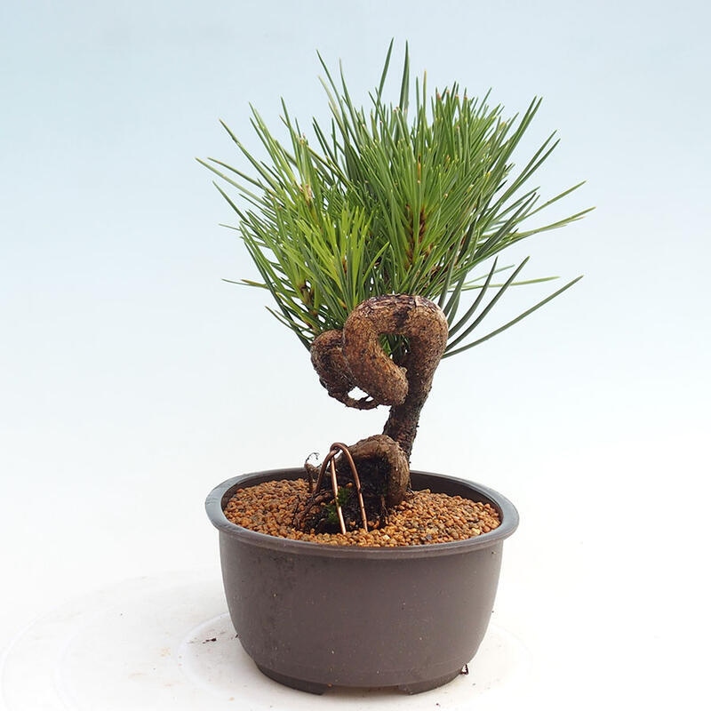 Vonkajší bonsai - Pinus thunbergii - Borovica thunbergova