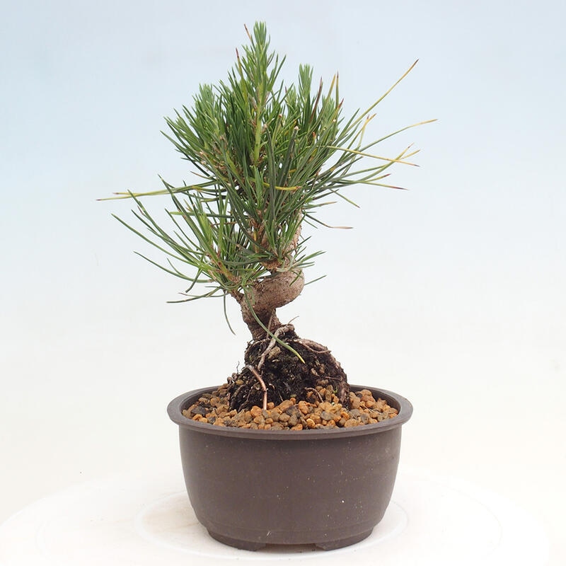 Vonkajší bonsai - Pinus thunbergii - Borovica thunbergova