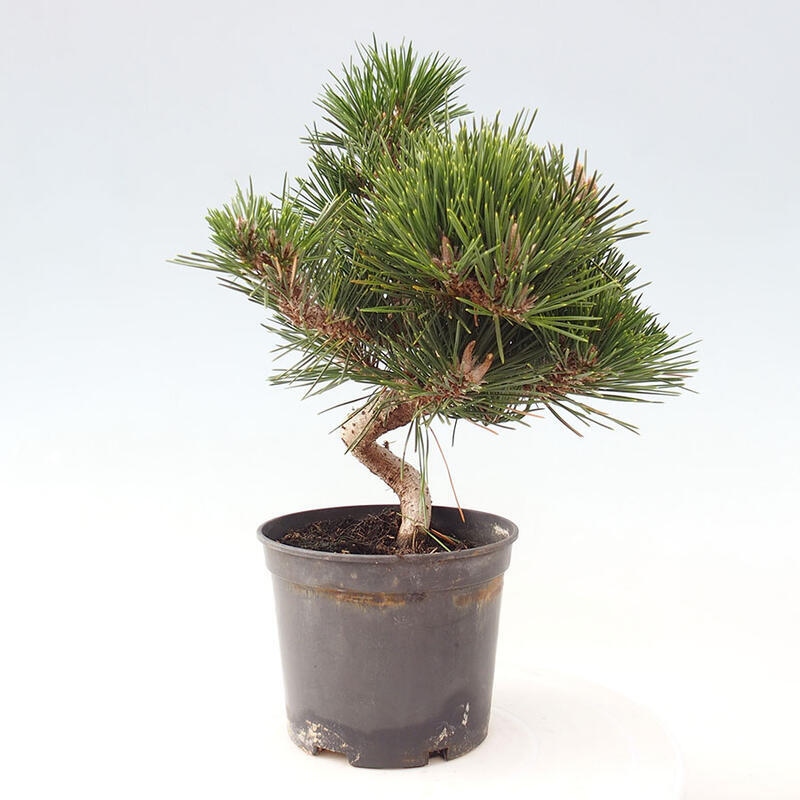 Vonkajší bonsai - Pinus thunbergii senjyumaru - Borovica thunbergova