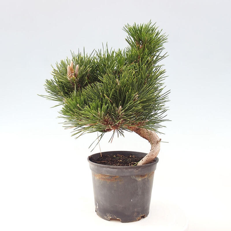 Vonkajší bonsai - Pinus thunbergii senjyumaru - Borovica thunbergova