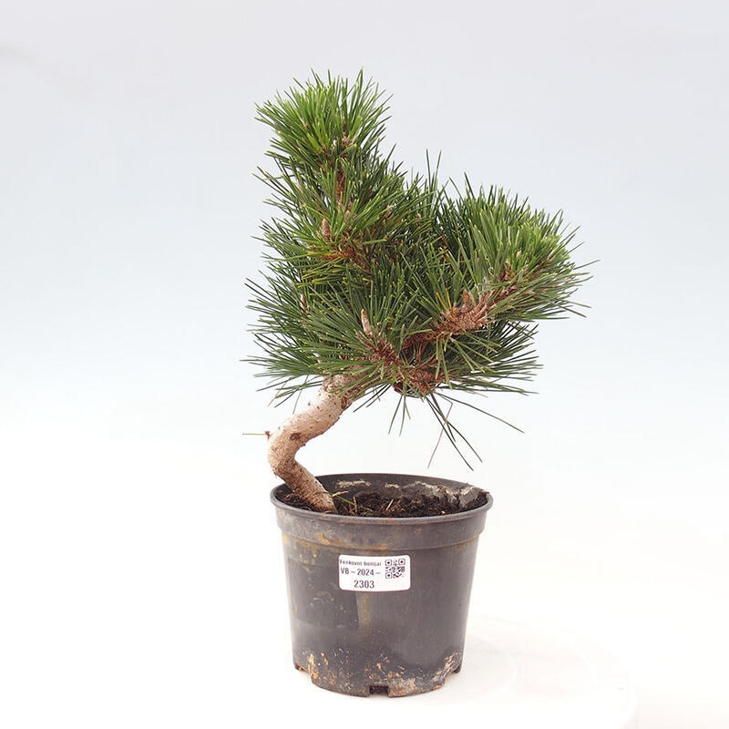 Vonkajší bonsai - Pinus thunbergii senjyumaru - Borovica thunbergova