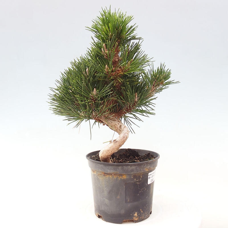 Vonkajší bonsai - Pinus thunbergii senjyumaru - Borovica thunbergova