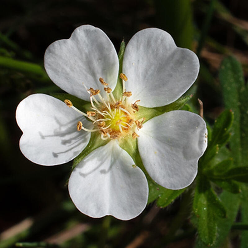 Vonkajší bonsai - Potentilla Alba - Mochna biela